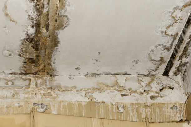 Best Mold Odor Removal Services  in Moenkopi, AZ