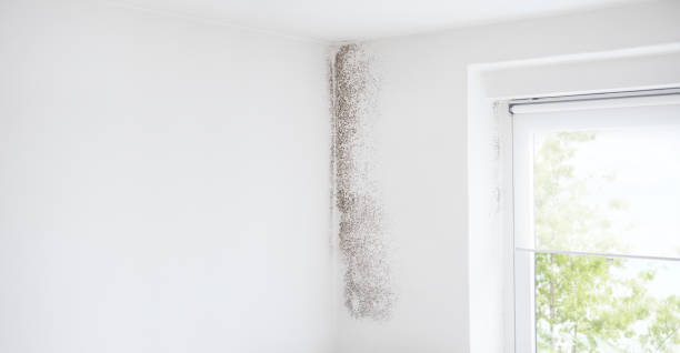 Moenkopi, AZ Mold Removal Company