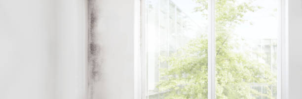 Best Attic Mold Removal  in Moenkopi, AZ