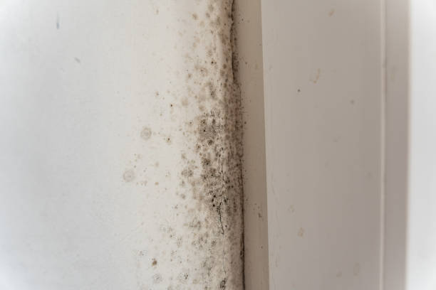 Best Mold Remediation for Healthcare Facilities  in Moenkopi, AZ