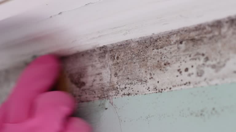 Best Environmental Consulting for Mold Prevention  in Moenkopi, AZ